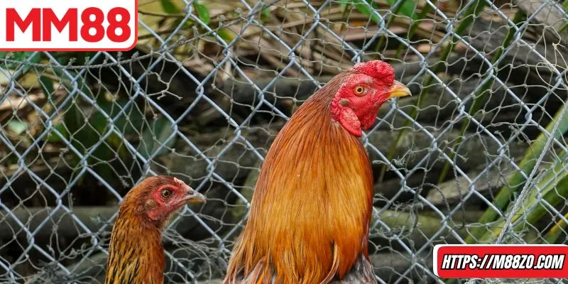 Nên học cách quan sát những đối thủ cùng lối chơi của họ